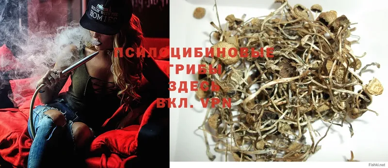 Псилоцибиновые грибы Psilocybe  наркота  Лукоянов 